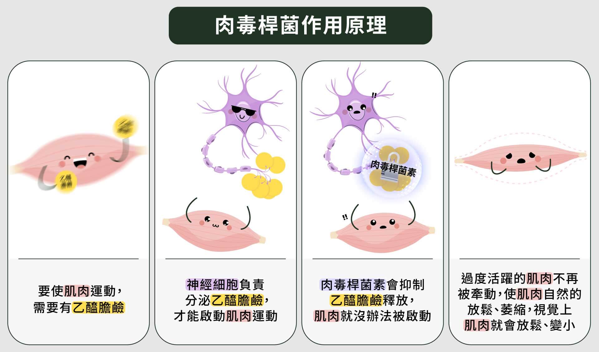 肉毒桿菌作用原理過程