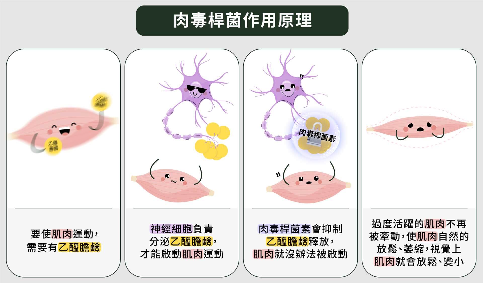 肉毒桿菌作用原理過程